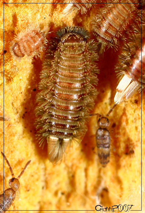 Polyxenus sp.